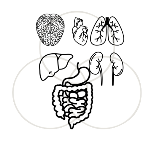 illust - Holistic Detox